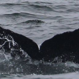 Fluke of CRC-21783