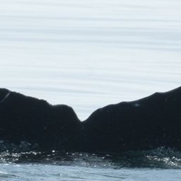 Fluke of CRC-21787