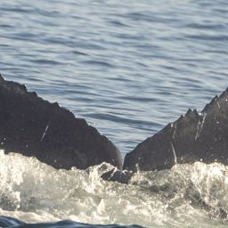 Fluke of CRC-21789
