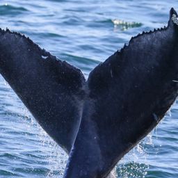 Fluke of 2022-2023 calf of CRC-17327