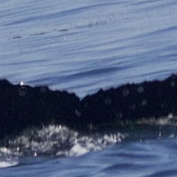 Fluke of CRC-21791