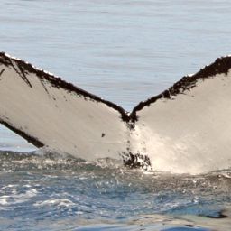 Fluke of NA-7987