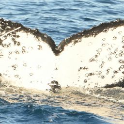 Fluke of HW-MN1106182