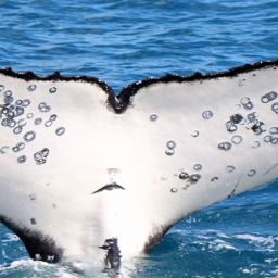 Fluke of HW-MN1106219