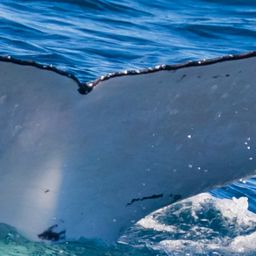 Fluke of HW-MN1106223