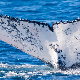 Fluke of HW-MN1106234