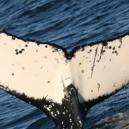 Fluke of HW-MN1106240