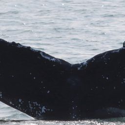 Fluke of Hawksbill