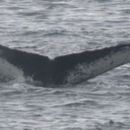 Fluke of Jigger