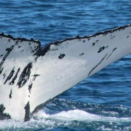 Fluke of HW-MN1106294
