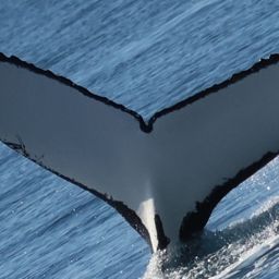Fluke of HW-MN1106316