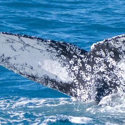 Fluke of HW-MN1106347