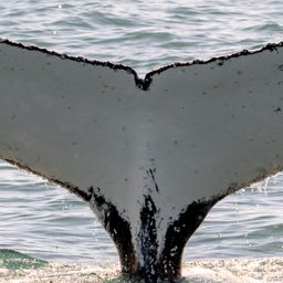 Fluke of HW-MN1106352