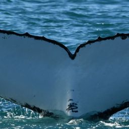 Fluke of HW-MN1106353