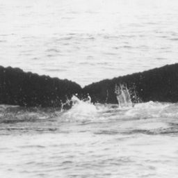 Fluke of NA-9049