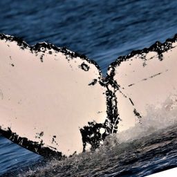 Fluke of HW-MN1106389