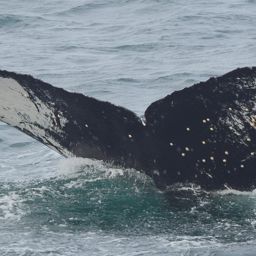 Fluke of CRC-11514
