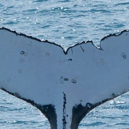 Fluke of HW-MN1106448