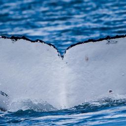 Fluke of HW-MN1106449