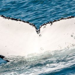 Fluke of HW-MN1106451