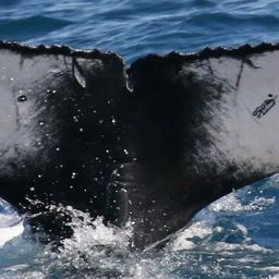 Fluke of HW-MN1106476