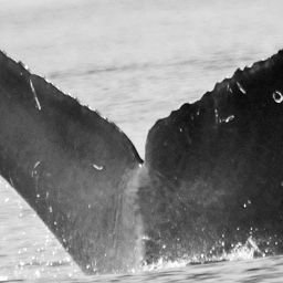 Fluke of Kikkaz