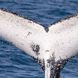 Fluke of HW-MN1106502