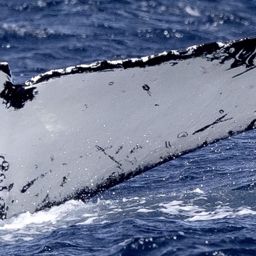 Fluke of HW-MN1106509