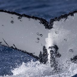 Fluke of HW-MN1106510