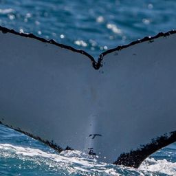 Fluke of HW-MN1106511