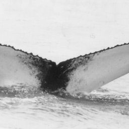 Fluke of NA-7668