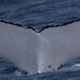 Fluke of HW-MN1106552