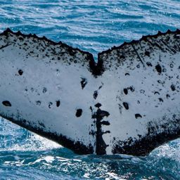 Fluke of HW-MN1106574