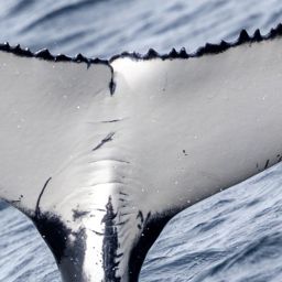 Fluke of HW-MN1106580
