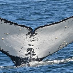 Fluke of CRC-21127