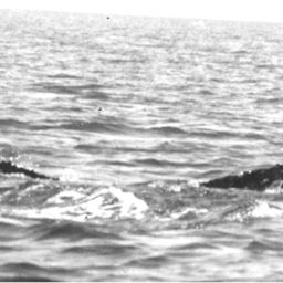 Fluke of NA-7234