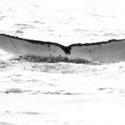 Fluke of NA-9976
