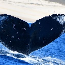 Fluke of CRC-20850