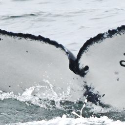Fluke of CRC-20831