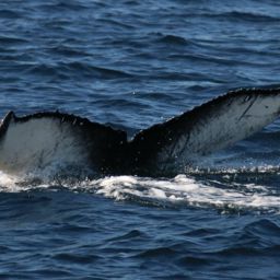 Fluke of 2022 calf of Vivaldi