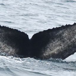 Fluke of CRC-20829