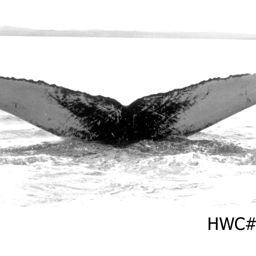 Fluke of NA-7214