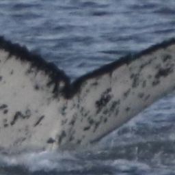 Fluke of HW-MN0802662