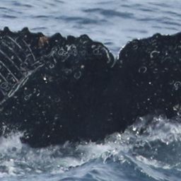 Fluke of HW-MN0802669