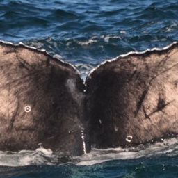 Fluke of 2022-2023 calf of CRC-16158