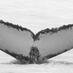 Fluke of NA-9026
