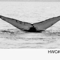 Fluke of NA-7197