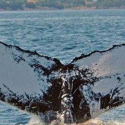 Fluke of NA-7207