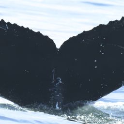 Fluke of HW-MN0802678