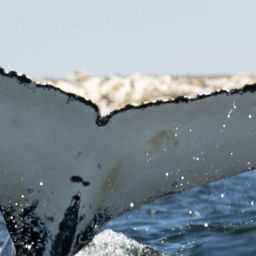 Fluke of HW-MN0802681